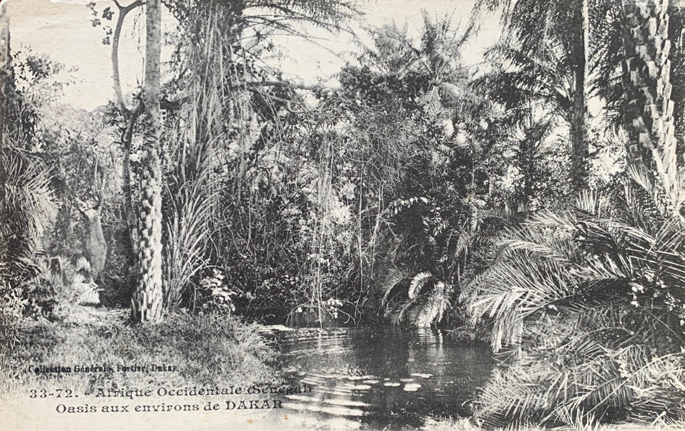 Oasis aux environs de DAKAR