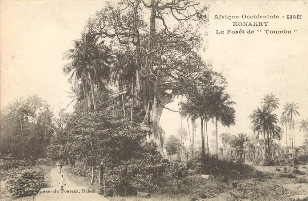 GUINÉE – KONAKRY – La Forêt de “Toumba”