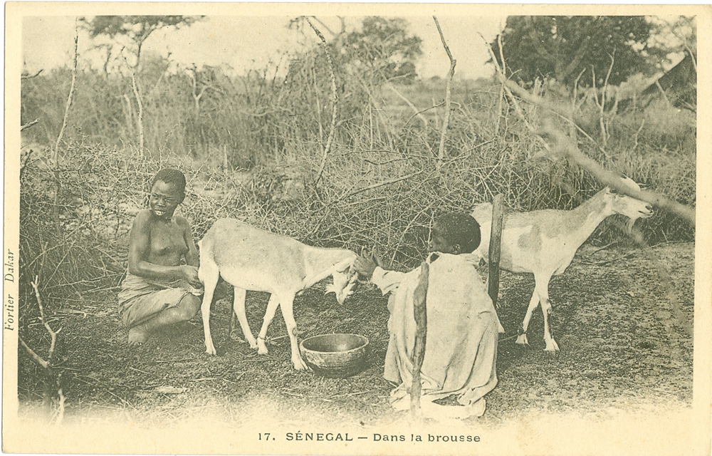 SÉNÉGAL – Dans la brousse