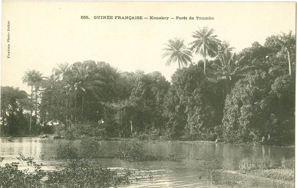 GUINÉE FRANÇAISE – Konakry – Forêt de Toumbo