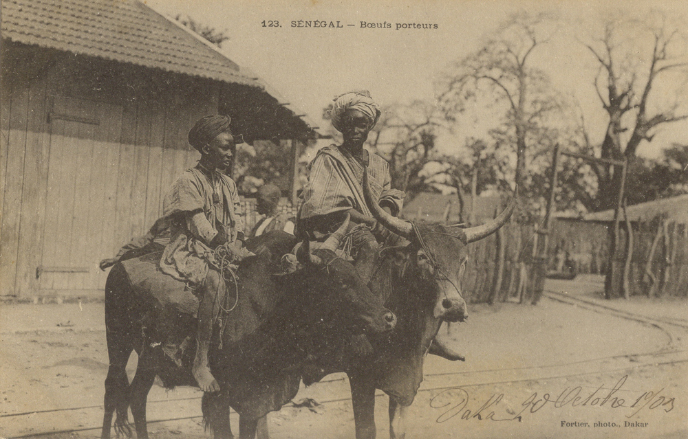 SÉNÉGAL – Boeufs Porteurs