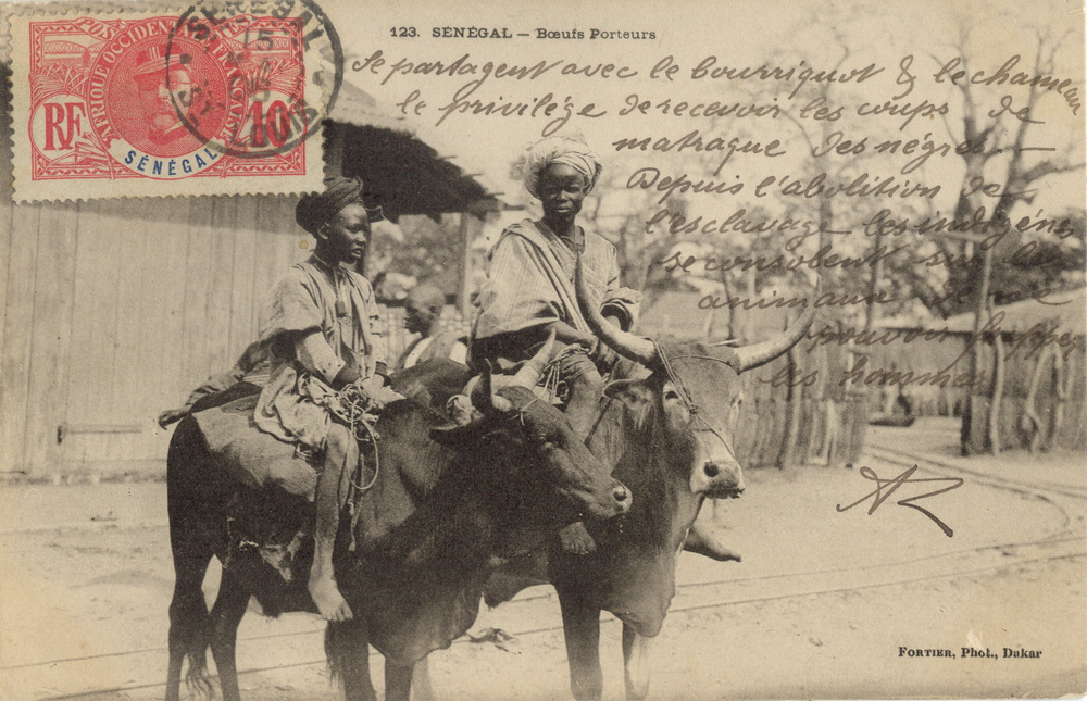 SÉNÉGAL – Boeufs Porteurs