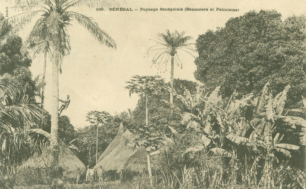 Paysage Sénégalais – (Bananiers et Palmiers)