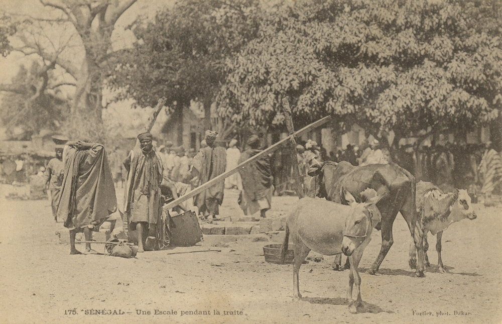 SÉNÉGAL – Une Escale pendant la traite