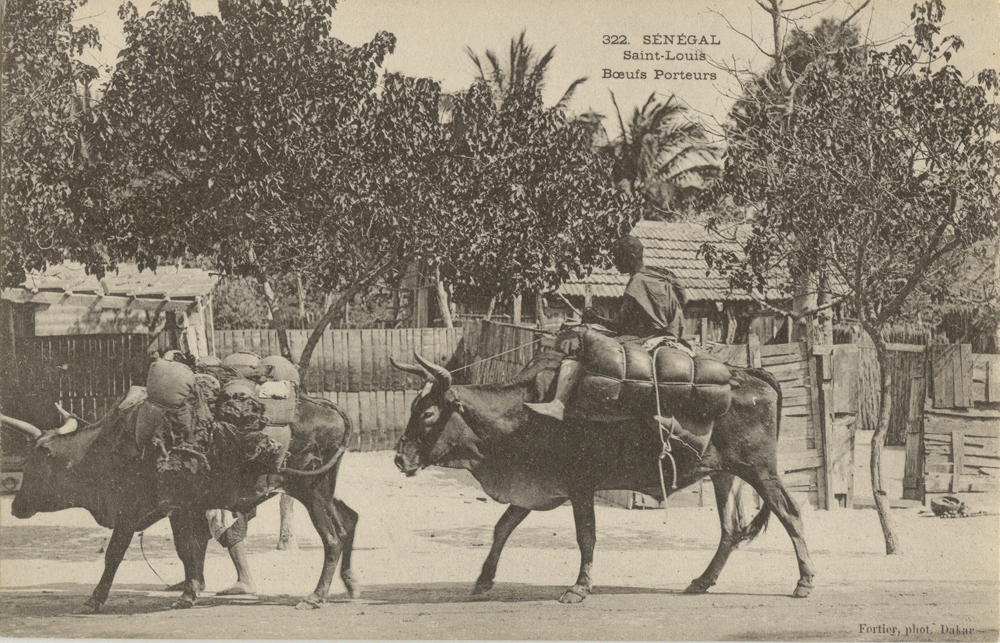 SÉNÉGAL – Saint-Louis – Boeufs porteurs