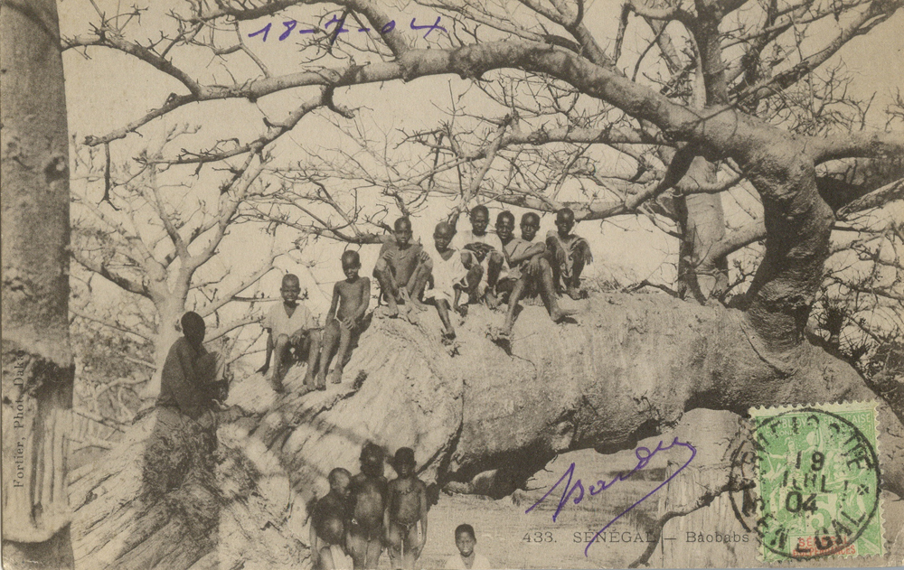 SÉNÉGAL – Baobabs