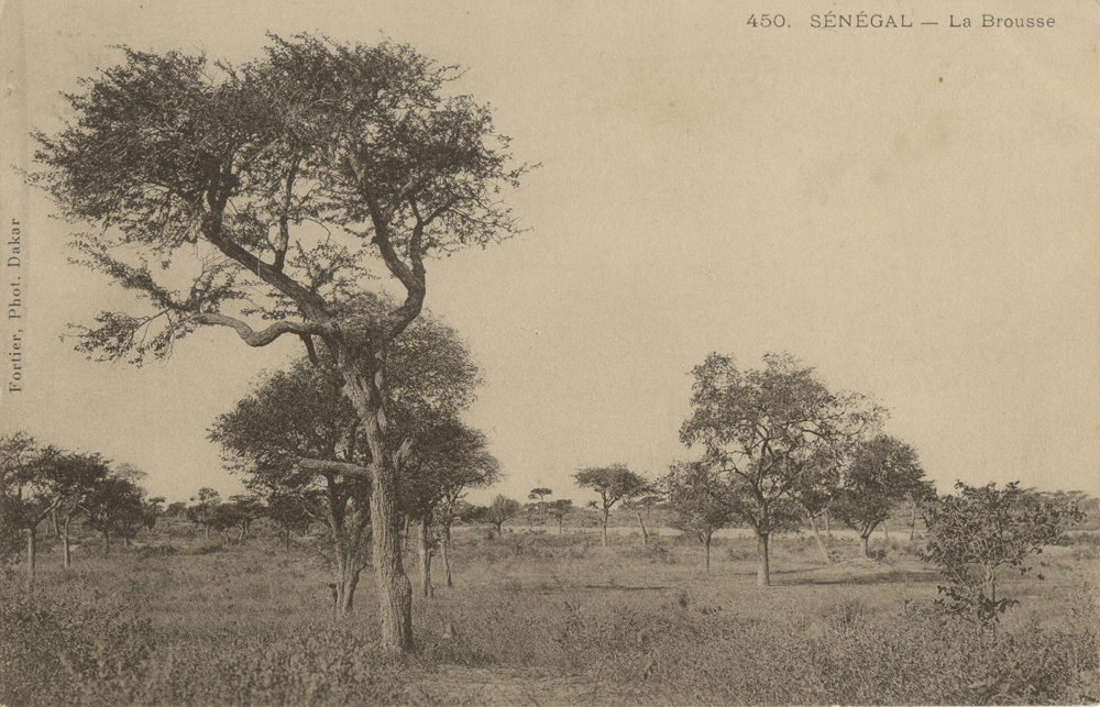 SÉNÉGAL – La Brousse