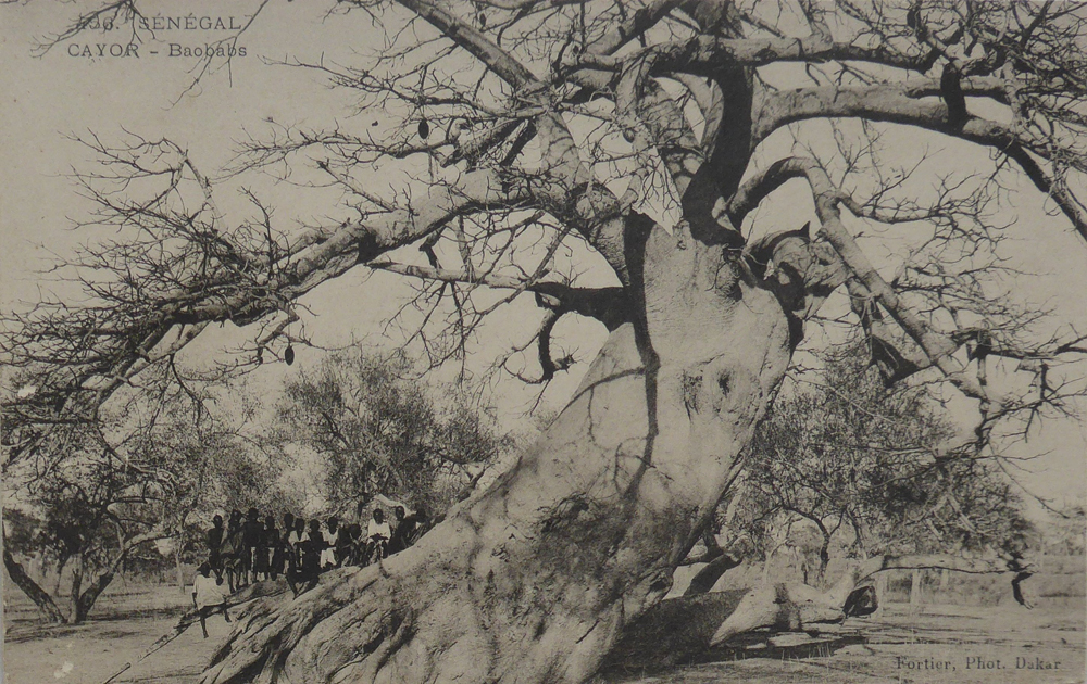 SÉNÉGAL – CAYOR – Baobabs