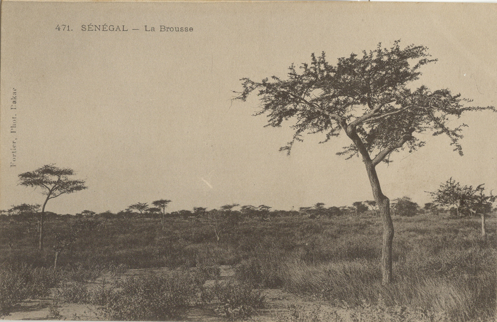 SÉNÉGAL – La Brousse