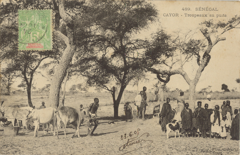 SÉNÉGAL – CAYOR – Troupeaux au puits