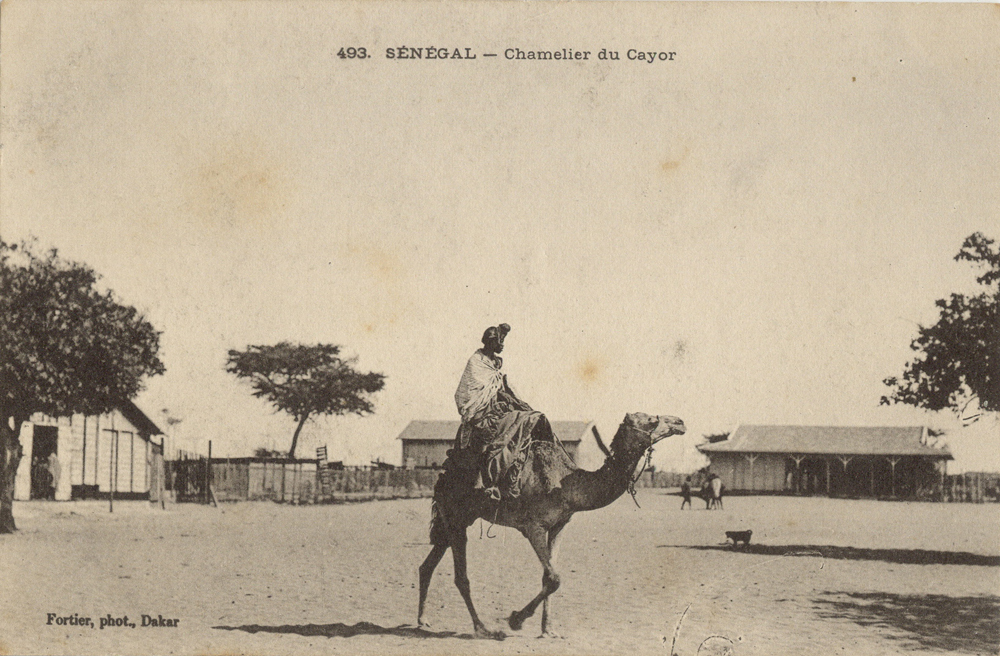 SÉNÉGAL – Chamelier du Cayor