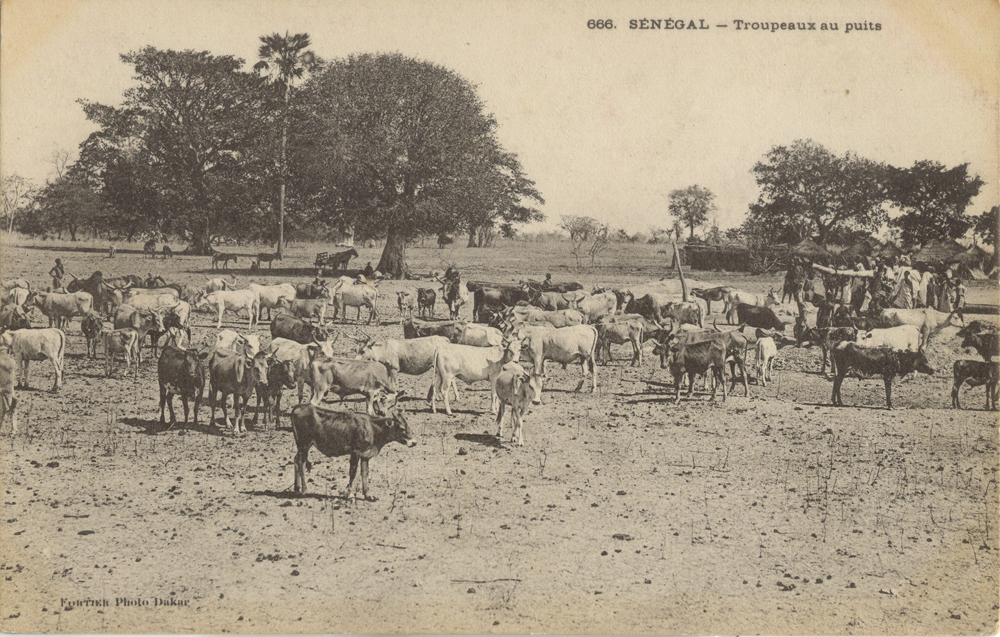 SÉNÉGAL – Troupeaux au puits