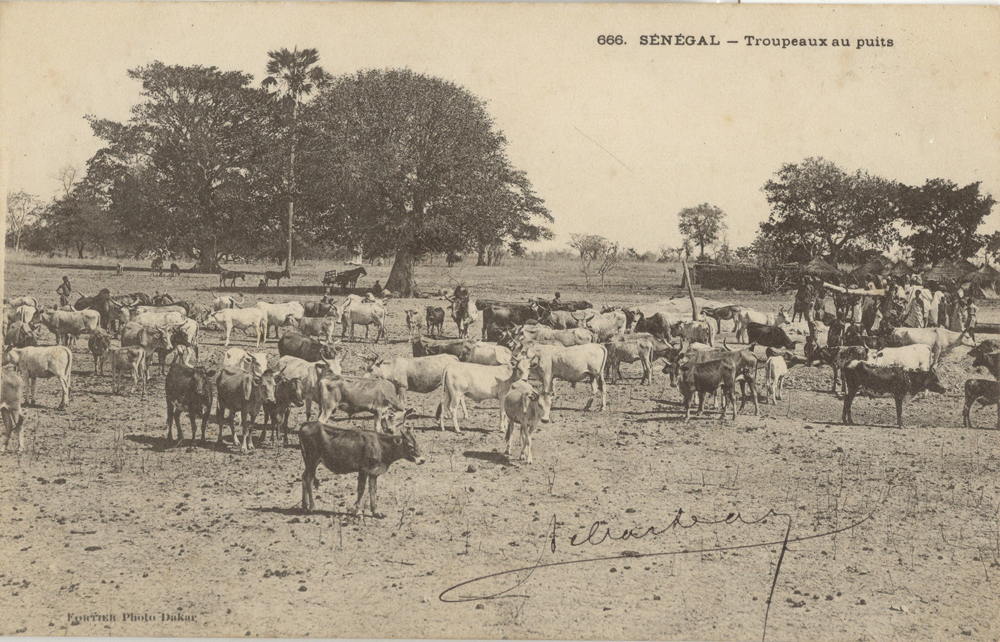 SÉNÉGAL – Troupeaux au puits