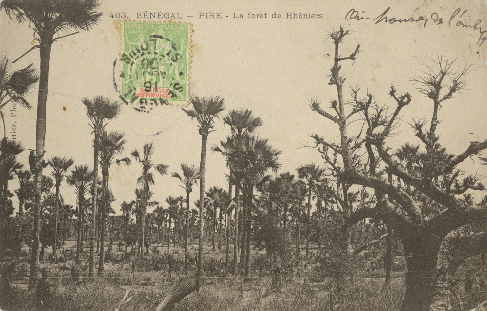 SÉNÉGAL – PIRE – La forêt de Rhôniers