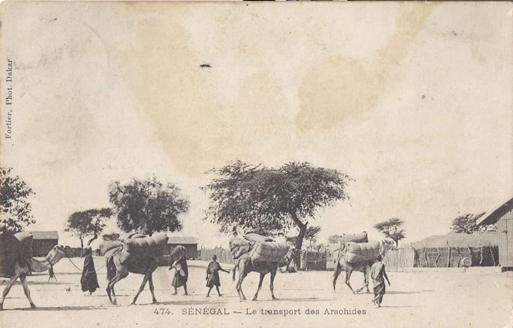 SÉNÉGAL – Le transport des Arachides