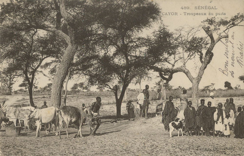 SÉNÉGAL – CAYOR – Troupeaux au puits