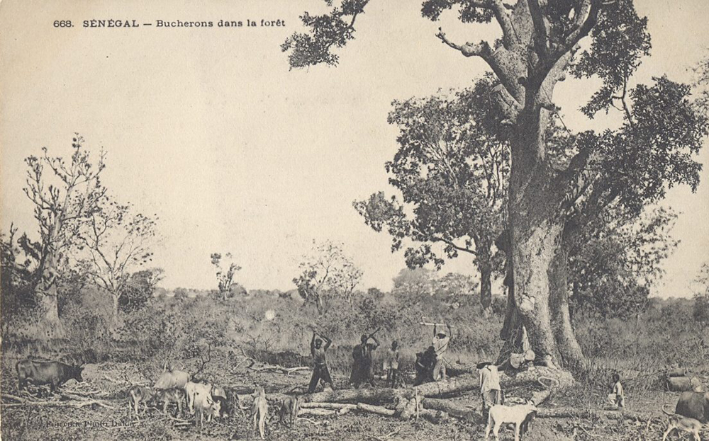 SÉNÉGAL – Bucherons dans la forét