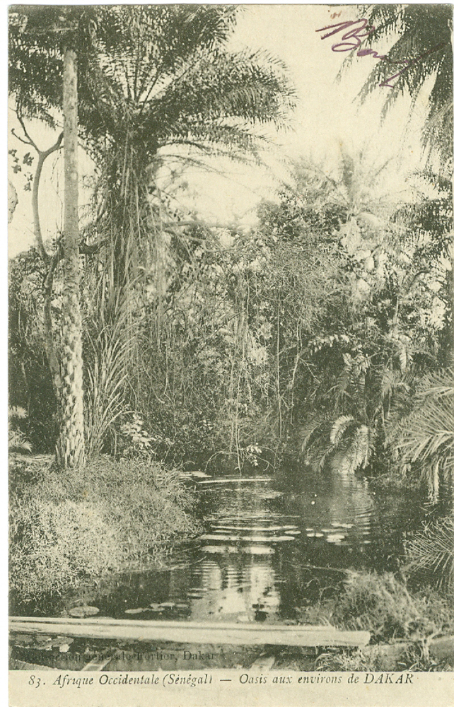 Oasis aux environs de DAKAR