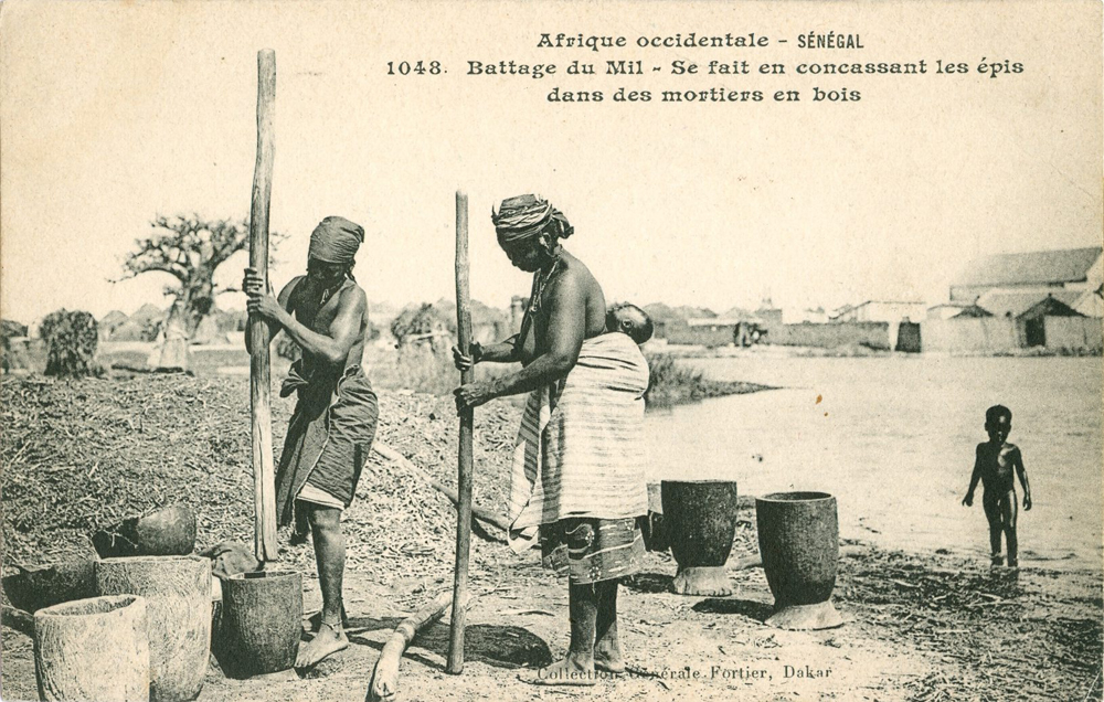 SÉNÉGAL – Battage du Mil – Se fait en concassant les épis dans des mortiers en bois