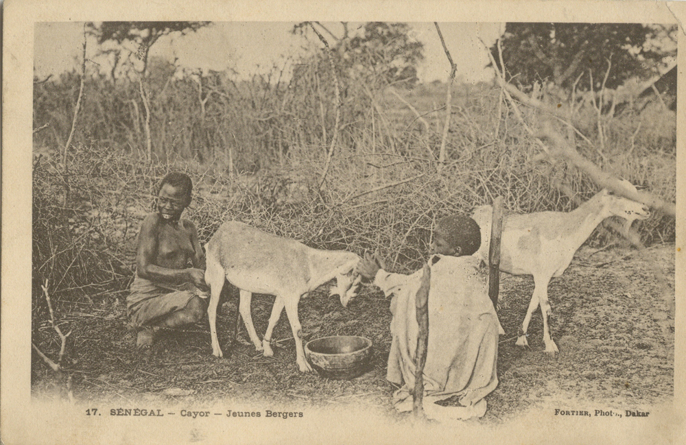 SÉNÉGAL – Cayor – Jeunes Bergers