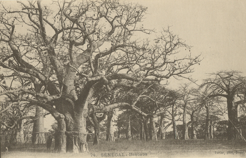 SÉNÉGAL – Baobabs