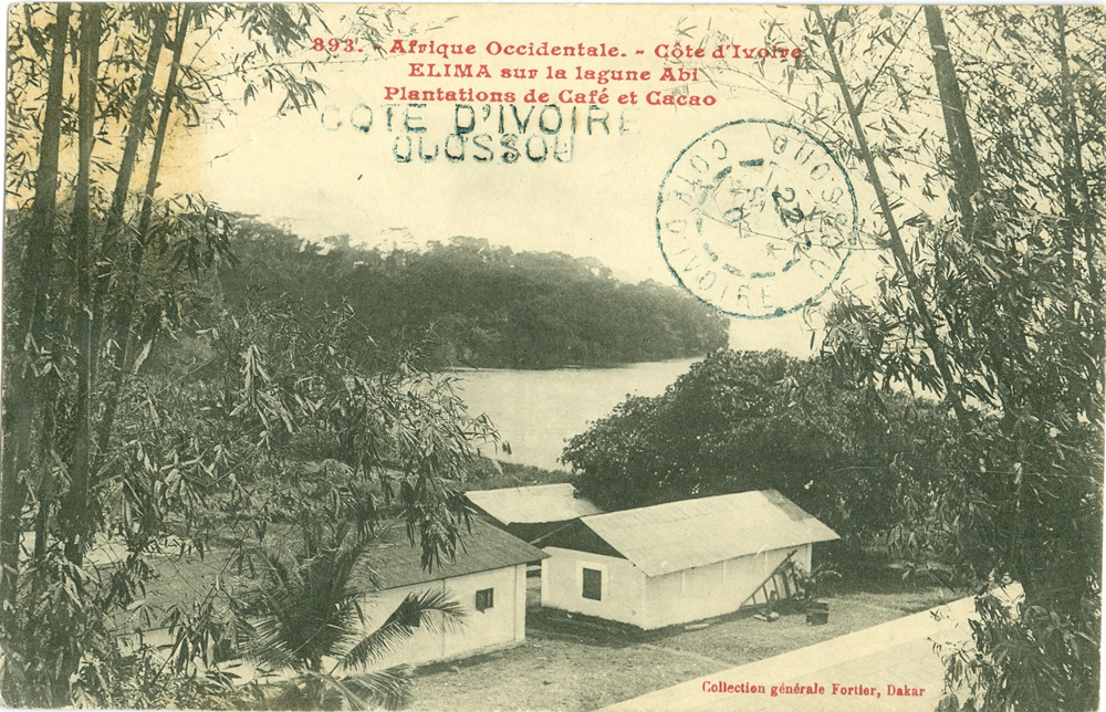 Côte d’Ivoire – ÉLIMA, sur la lagune Abi – Plantations de Café et Cacao.